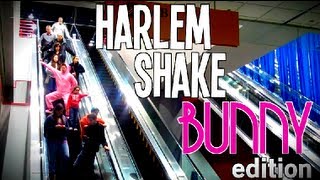 Harlem Shake  Bunny Edition [upl. by Lodge]