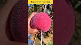 किस फल को पकने में 2 साल लगते हैं😱😱 trending facts letsfact viralvideo fruit food shorts gk [upl. by Laeira702]