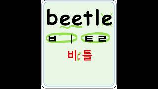 beetle 비틀 딱정벌레 왕초보영어공부 영어읽기영어기초 [upl. by Eatnwahs]