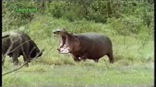 Hippo vs Cape Buffalo [upl. by Dlaniger]