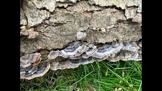 Turkey Tails Trametes versicolor [upl. by Matilde871]