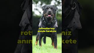 Doberman vs Rottweiler Sizce Kim Üstün Gelir [upl. by Roer280]