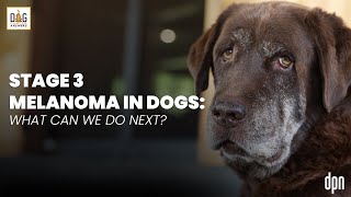 Stage 3 Melanoma in Dogs What Can We Do Next  Dr Nancy Reese QampA [upl. by Lissa]