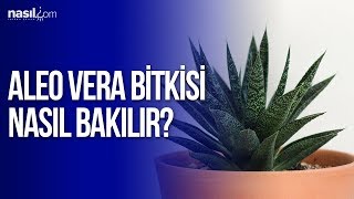 Aloe Vera Bitkisi Nasıl Bakılır  Nasilcom [upl. by Eeslek]