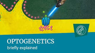 Optogenetics  briefly explained Turning nerve cells on and off using pulses of light [upl. by Ailefo]