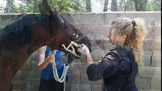 Odontología equina en el Santuario por Carla Manso [upl. by Codel53]