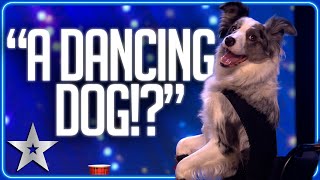 DANCING DOG twists and turns and WOWS the Judges  Unforgettable Audition  Britains Got Talent [upl. by Gore]