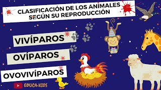 ANIMALES OVÍPAROS VIVÍPAROS Y OVOVIVÍPAROS PARA NIÑS [upl. by Billat]