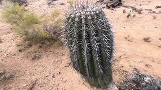 🌵Saguaro of the Day🌵 I DONquotT HAVE THE ENERGY TO PRETEND I LIKE YOU TODAY 😵😰 in a Sahuarita Lot [upl. by Aikehs722]