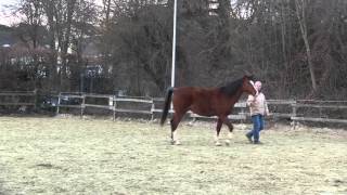 Horsemanship Freiarbeit mit Pferden [upl. by Sudnor]