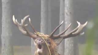 Combat de cerfs pour une biche au Brâme  Hautes Ardennes 2013 [upl. by Nassah648]