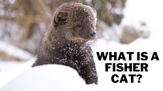 What is a fisher cat Are fisher cats dangerous Can a fisher cat kill a human [upl. by Fons]