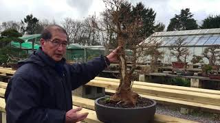 How To Create Large Trunk Maple Bonsai [upl. by Saw111]