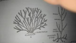 Ectocarpus introduction and vegetative structure [upl. by Alac]