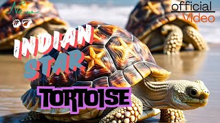 Indian Star Tortoise viralvideo animal [upl. by Stickney693]