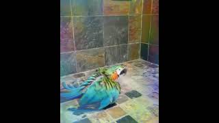 Macaw parrot 💕enjoy the shawar Time shorts short shortvideo parrot viralvideo [upl. by Aisenet]