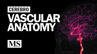 Cerebral Vascular Anatomy And Imaging [upl. by Nonnek]