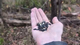 Chickadees Riverwood Conservancy 110124 [upl. by Swithbart]