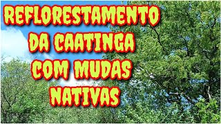 REFLORESTAMENTO DA CAATINGA VEJAM COMO AS ÁRVORES ESTÃO DEPOIS DAS PRIMEIRAS CHUVAS [upl. by Ecila783]