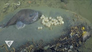 Brooding blob sculpin [upl. by Yeniffit]