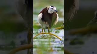 Jacana bird facts birds  information shorts factmine [upl. by Ayian41]