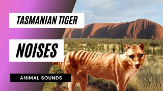 The Animal Sounds Tasmanian Tiger Noises  Sound Effect  Animation [upl. by Carmon]