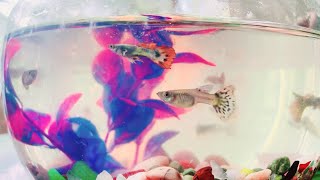 fish bowl  aquarium setting  guppy  pet  I ❤️ guppies [upl. by Ahsercal]