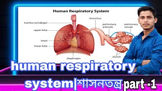 human respiratory systemশাসনতন্ত্র part 1 [upl. by Ahsrat]