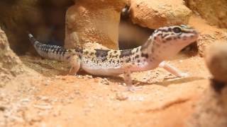 Leopard Gecko hunting [upl. by Glorianna]