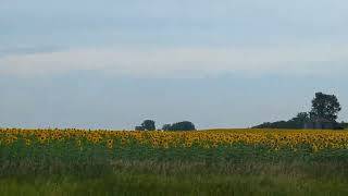 Sunflowers fields Forever [upl. by Searcy]