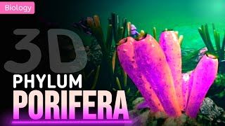 PORIFERA  GENERAL CHARACTERISTICS  3D ANIMATION [upl. by Tinaret190]