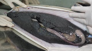 이 놈 한 마리 가치가 무려 1500만원 세계 3대 진미 캐비어가 만들어지는 과정  How caviar is made  Korean street food [upl. by Rosmarin]