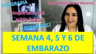 😍EMBARAZO SEMANA a SEMANA PRIMER MES DE EMBARAZO SEMANAS 4 A 7 por GINECOLOGA DIANA ALVAREZ [upl. by Neufer]