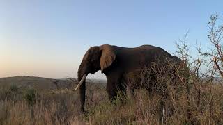 Hluhlwe Game Reserve Wildlife  Elephants Rhino Giraffe [upl. by Noemys]