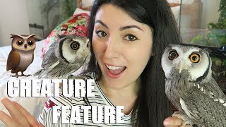 White Faced Scops Owl  Transforming Owl  Creature Feature [upl. by Ailiec]