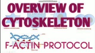 Overview of Cytoskeleton II Factin protocol [upl. by Maurey747]