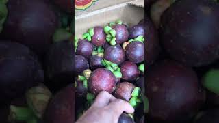 ❤ NAPA KA RAMING MANGOSTEEN NGAYON SARAP PA NITO [upl. by Ormiston701]