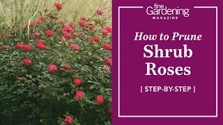 How to Prune Shrub Roses [upl. by William]