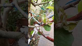 Updating apple grafting graftingtactick plantgodusa garden plants trees fruittree shorts [upl. by Eitsirhc616]