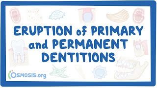 Eruption of primary and permanent dentitions [upl. by Fugazy685]