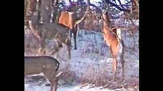 DEER FLY OVER HIGH FENCE GOOD JUMPS SHOTS PROTECT FAWN [upl. by Euphemia881]