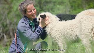 Small frugal and cuddly – Valais blacknose sheep [upl. by Asenaj]