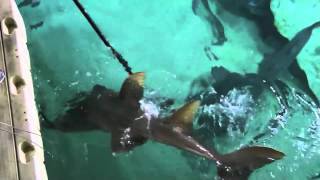 Bowmouth Guitarfish Feed at Adventure Aquarium [upl. by Voss]