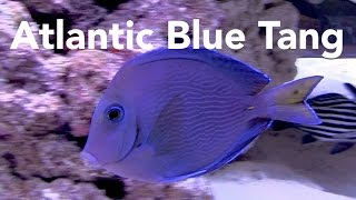 Fincasters Episode 81 Atlantic Blue Tang [upl. by Atinod]