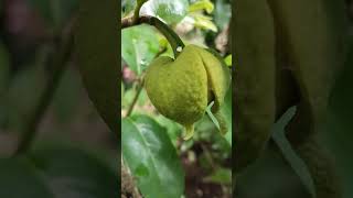 മുള്ളാത്ത പൂവ് Soursop flowerAnnona muricataAnnonaceae [upl. by Riccio166]