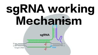 sgRNA working mechanism [upl. by Yonah]