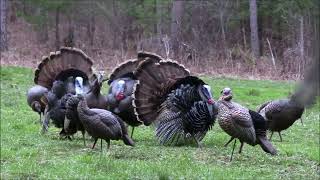 Coreys Novice Turkey Hunt in Vermont April 29 2023 [upl. by Rouvin]