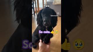 Cutest Dog cocker spaniel Pup you Will See Today Most Gentle PAW you ever Saw🐕🐶❤️shorts dog lol [upl. by Artie]