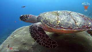 Diving quotSD Pointquot in Nusa Penida [upl. by Letney]