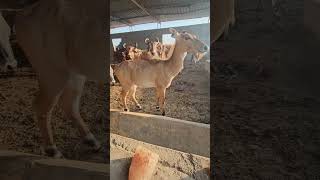 Nilgai  Antelope antelopes wildlife shorts youtubeshorts wildanimals animals nature deer [upl. by Asiole]